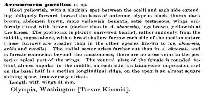 Description of the stonefly Hesperoperla pacifica