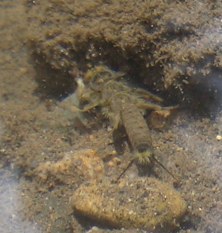 Large Perlid stonefly nymph running about the bottom of the East River