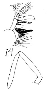 Description of Ecclisomyia conspersa. Figure 14, male genitalia.