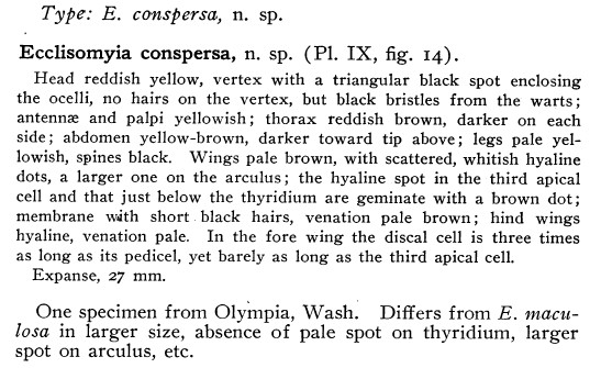 Description of Ecclisomyia conspersa