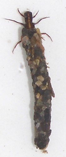 Ecclisomyia crawling in a white pan