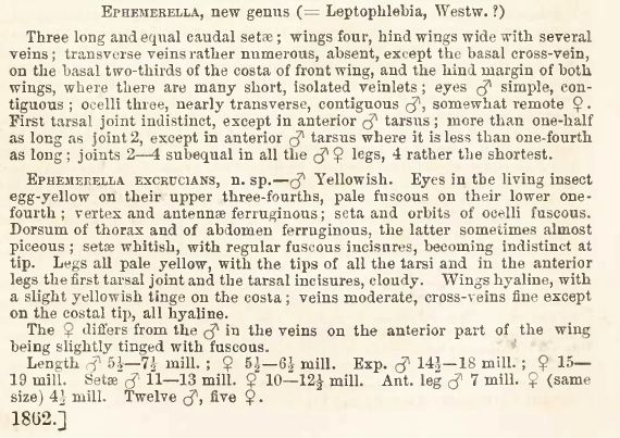 Walsh 1862 described the mayfly species Ephemerella excrucians in this paper on page 377