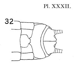 Illustration of the ventral abdomen of a female Pteronarella badia