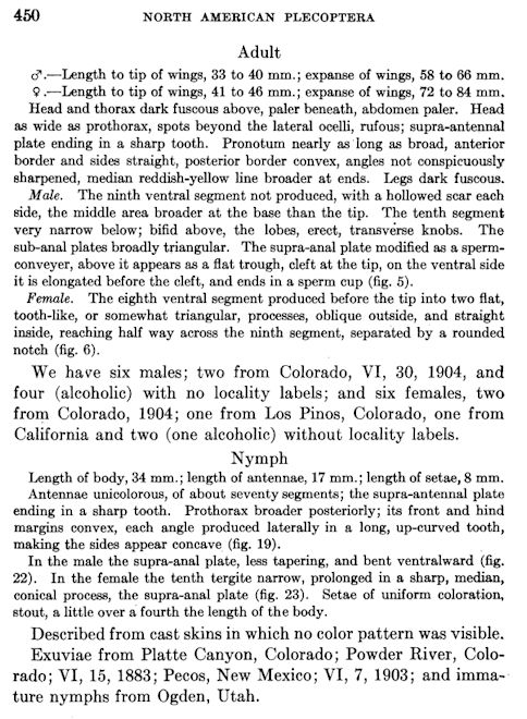 Lucy Smith's description of the salmonfly Pteronarcys californica, page 450