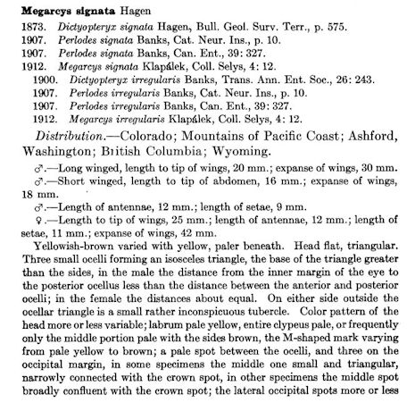 Page 472 of Lucy Smith's 1917 description of Megarcys signata