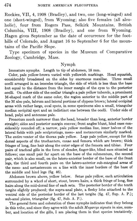 Page 473 of Lucy Smith's 1917 description of Megarcys signata