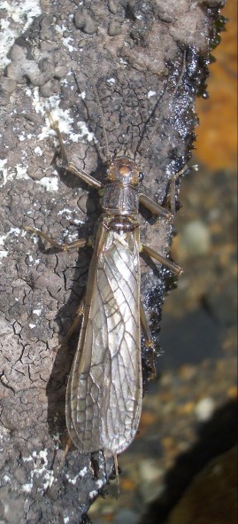 A large Megarcys signata stonefly sitting in the sun on a rock in an alpine basin stream.