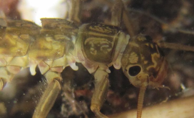 Closeup of Megarcys signata nymph