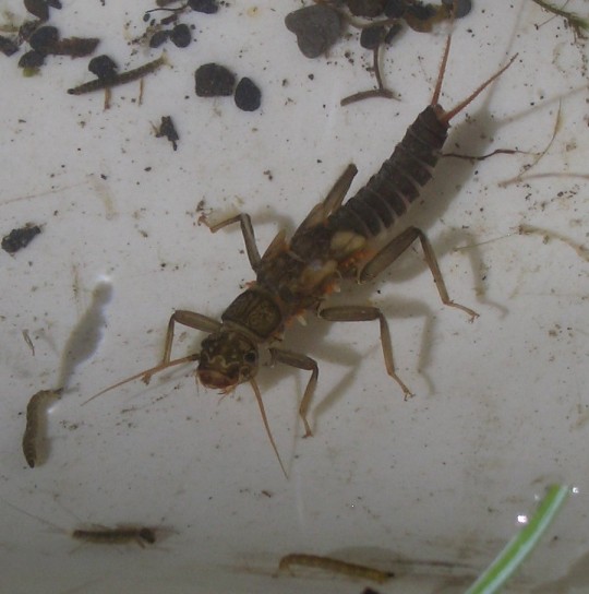 A large stonefly sitting in the sun on a rock in an alpine basin stream.
