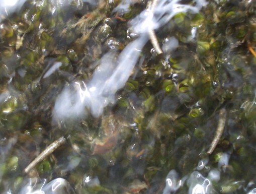 Neothrema alicia on moss in subalpine stream